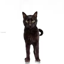 106 nombres para GATOS NEGROS
