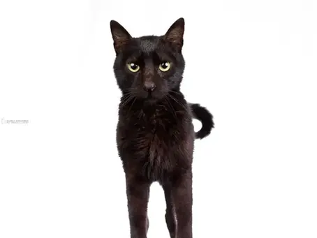 106 nombres para GATOS NEGROS