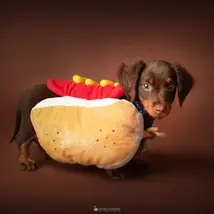 Cuánto cuesta una sesión de fotos para perros y gatos