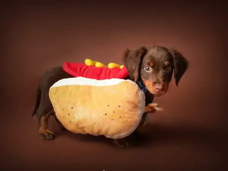 ¿Cuánto cuesta una sesión de fotos para perros y gatos?
