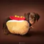 Cuánto cuesta una sesión de fotos para perros y gatos