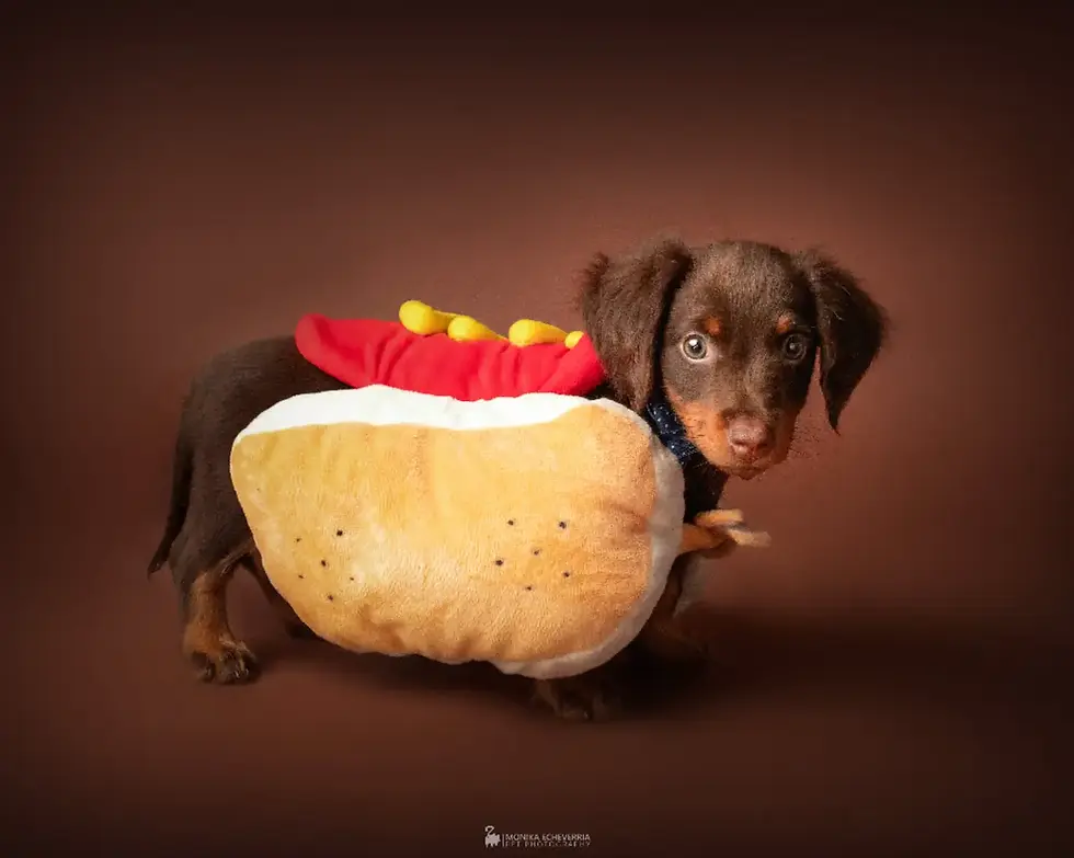 ¿Cuánto cuesta una sesión de fotos para perros y gatos?
