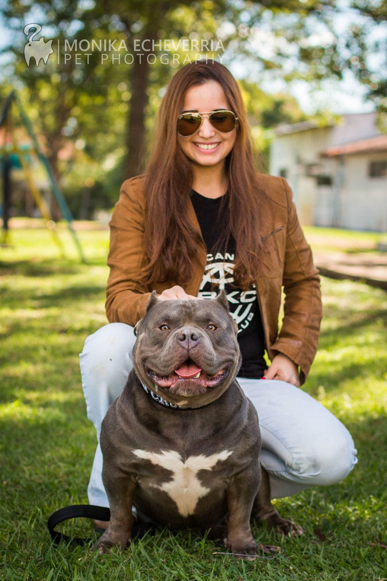 Pitbull dog