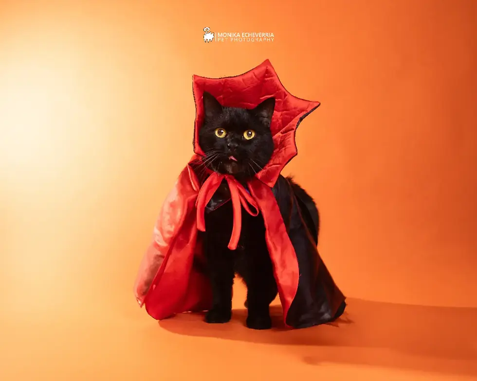 Gato negro mala suerte