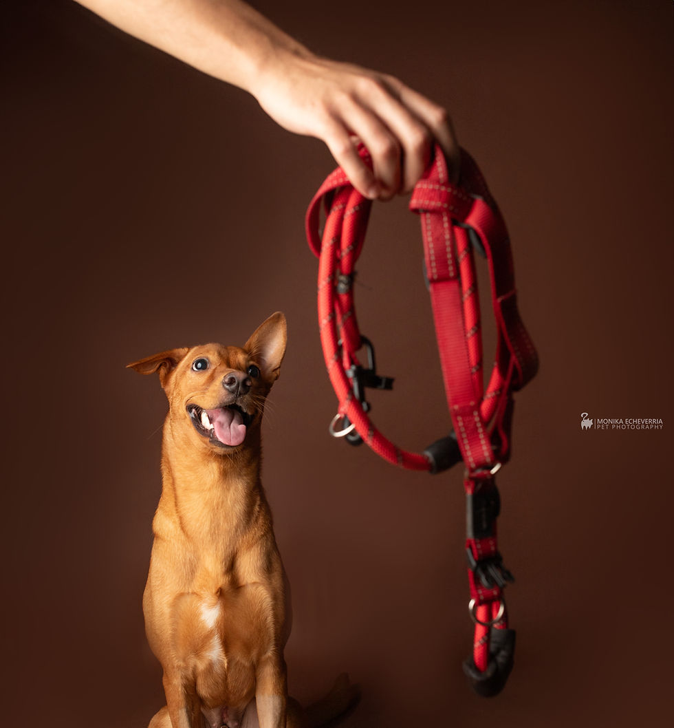 Tipos de correas para perros