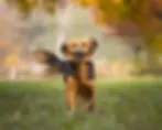 Perro en el campo