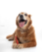 Nombres para perros vascos