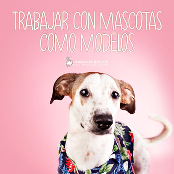 Casting de mascotas