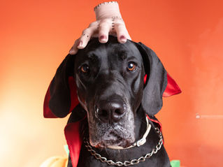dog breeds for apartment living