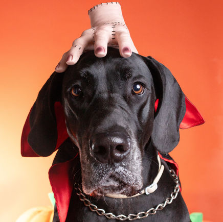 dog breeds for apartment living