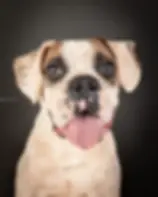 Perro boxer en adopcion