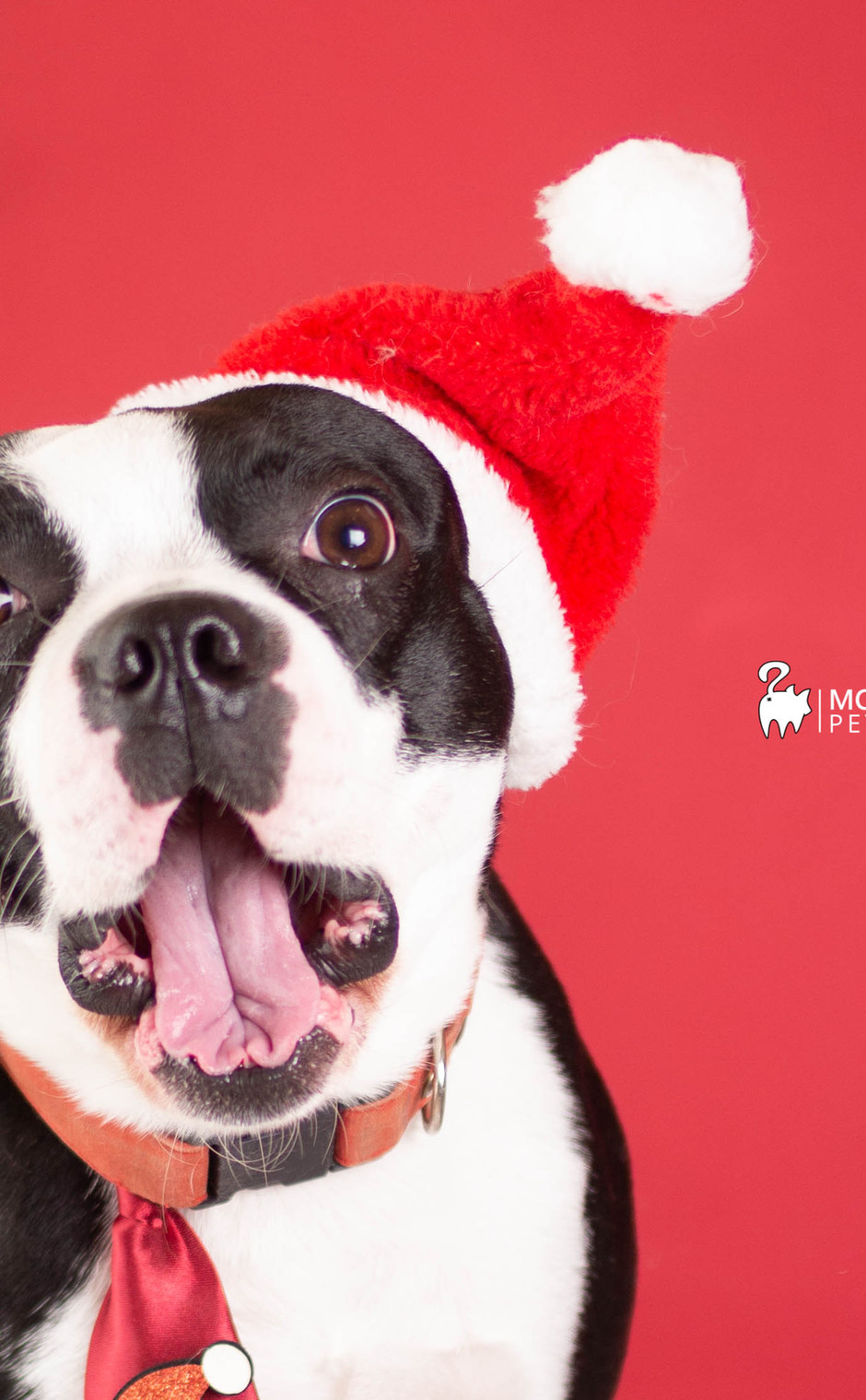 Fotos de tu perro en navidad