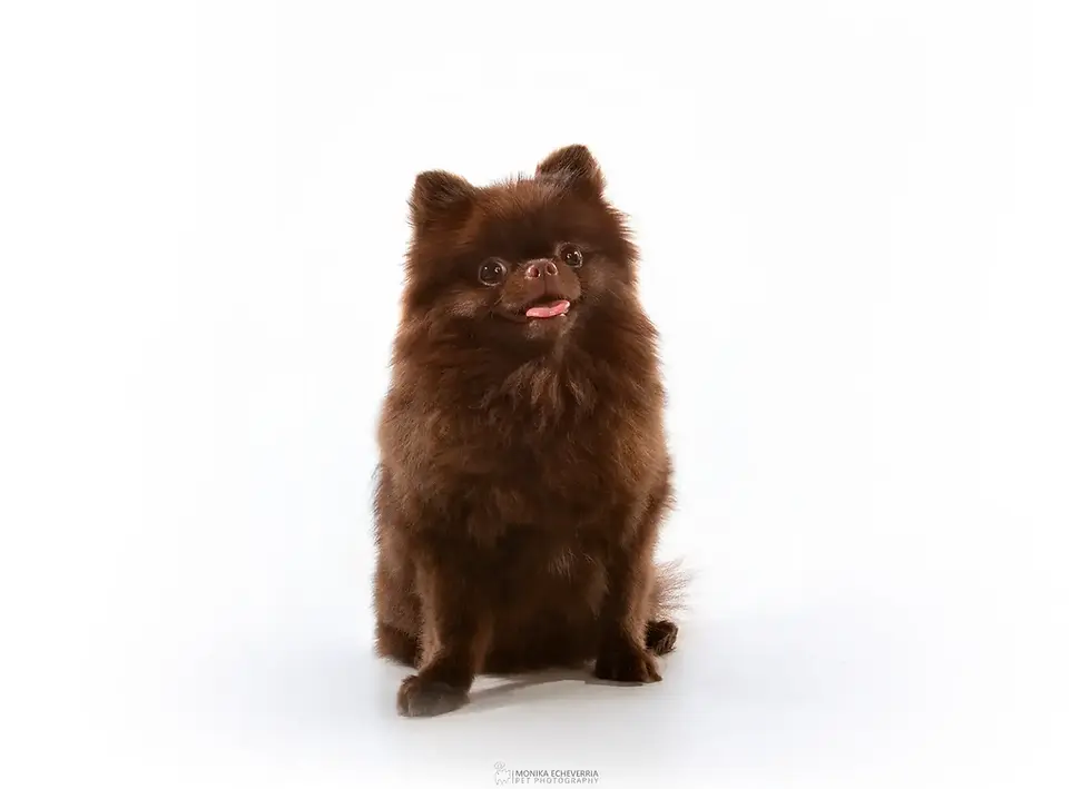 Perro Pomerania chocolate