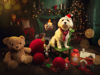 Perro en set de navidad