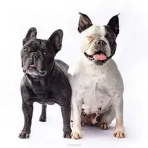 sesión de fotos para bulldogs