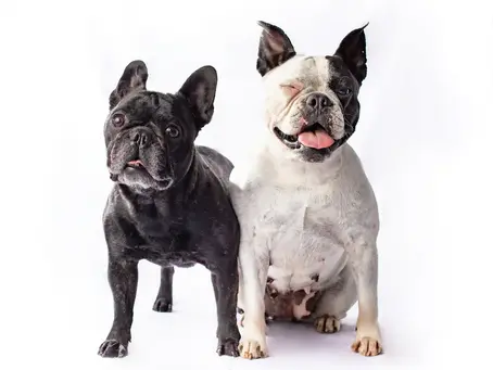 sesión de fotos para bulldogs