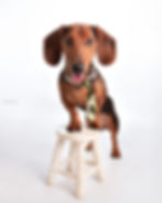 perro teckel orejón