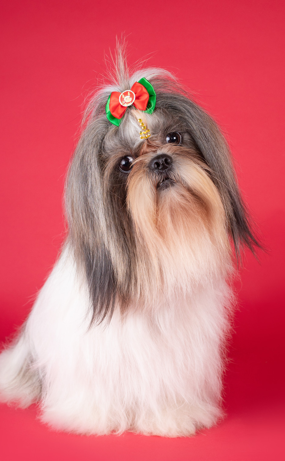 Imágenes profesionales de mascotas