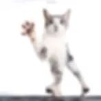 Gato gris y blanco