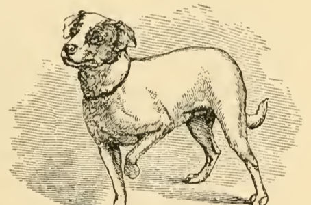 Darwin y la etología de perros