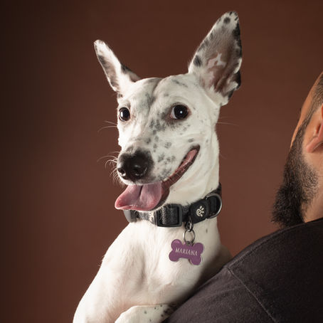 5 cosas que las placas para perros DEBEN decir (y que casi nadie pone)