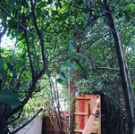 Redwood fence installed in the midst of trees and bushes, looks like a cave of trees. Built in Roseville by Fence Lifts
