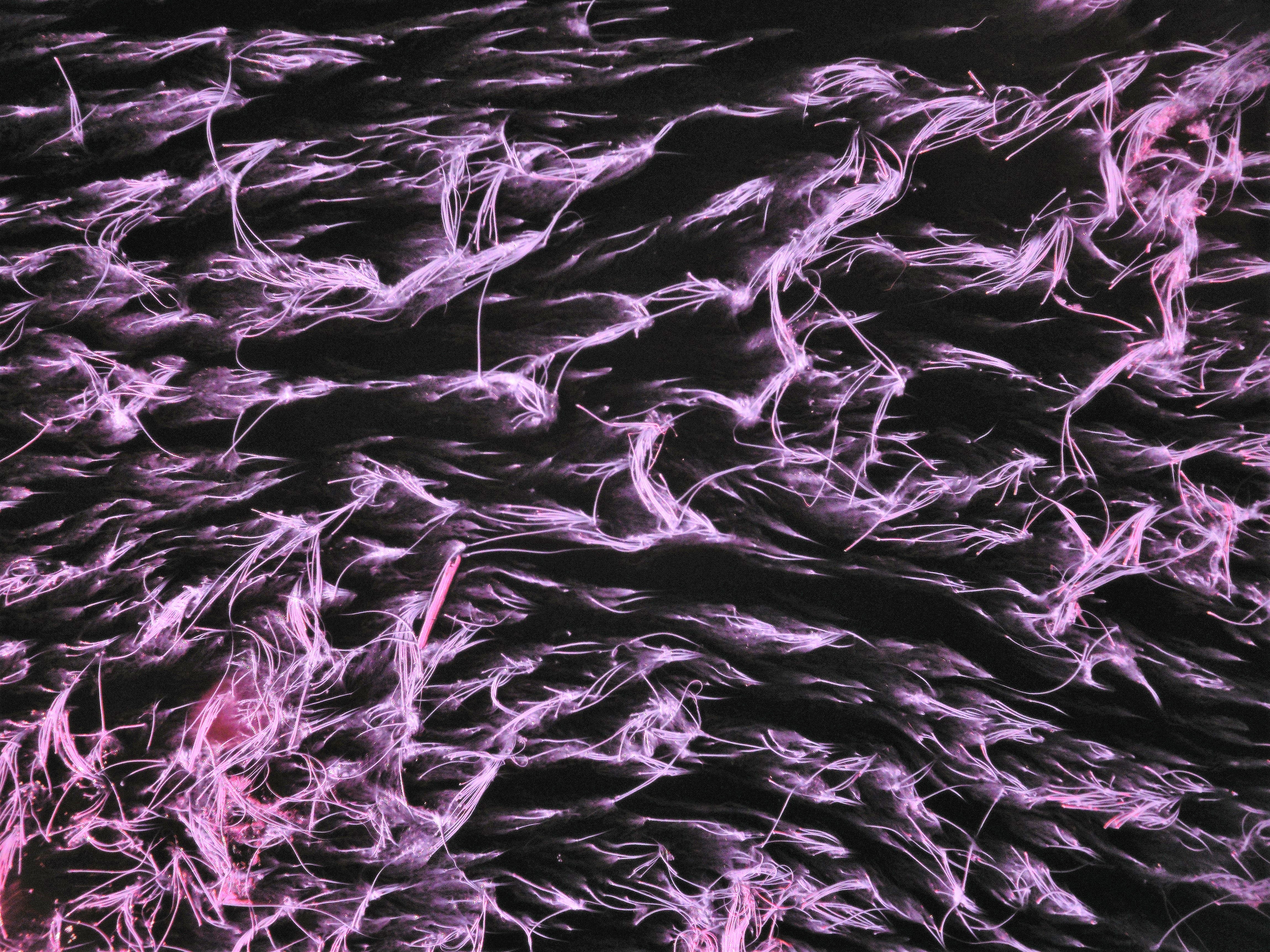 Kelp revealed by near-infrared