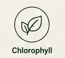 chlorophyll.png