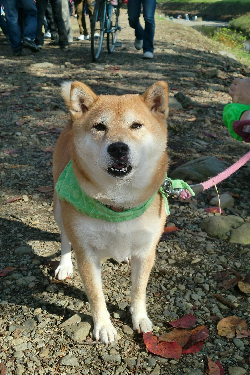 foa-adopted1.jpg