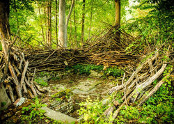 Visionary Permaculture