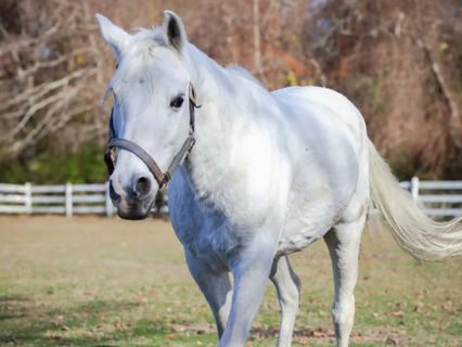 Spring Visitors Weekend at West Place Animal Sanctuary shows off the nonprofit’s old and new friends