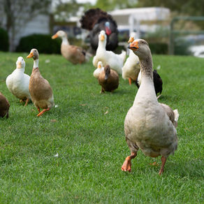 Sam the goose leads a parade of birds
