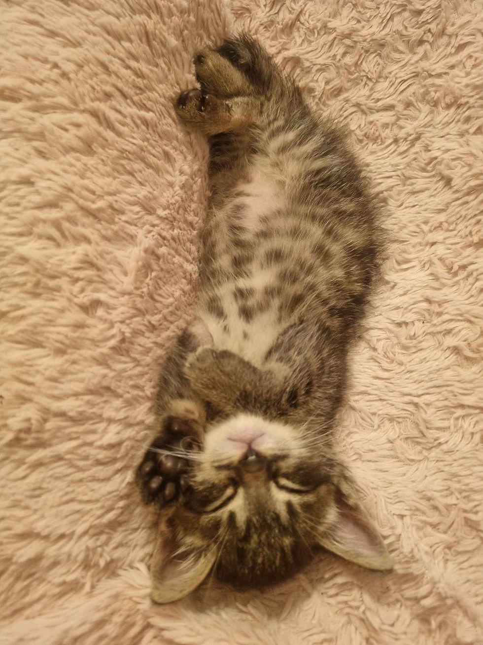 Dali