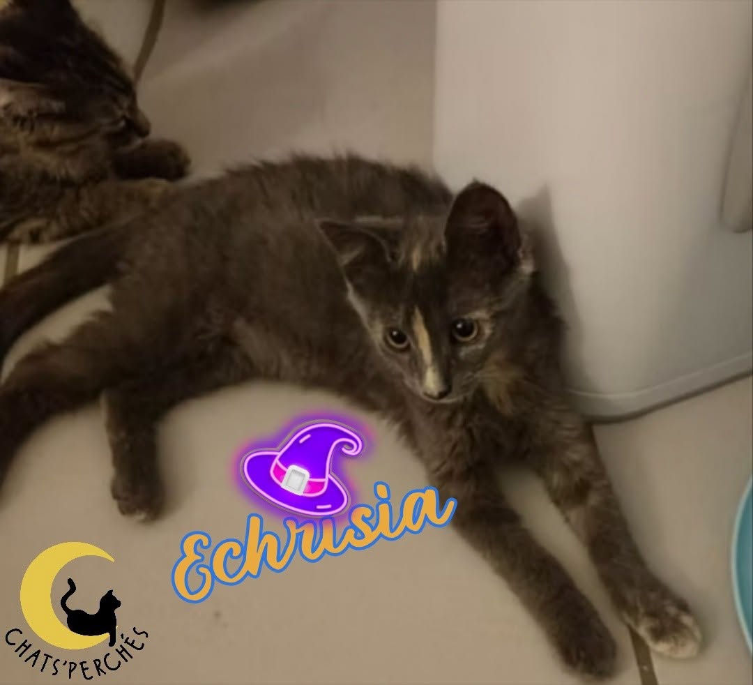Echrisia