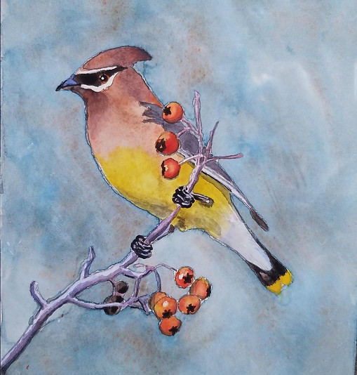 cedarWaxwing.jpg