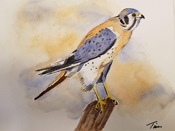 kestrel.png