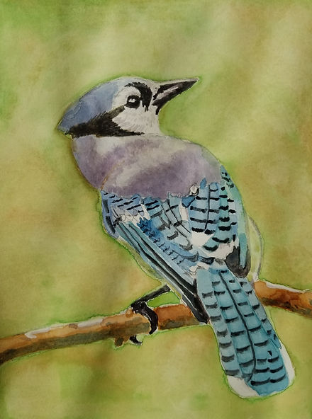bluejay%231_edited.jpg