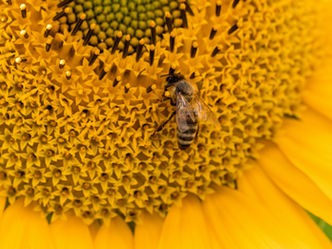 ¿Cómo tomar el polen de abeja? Todo lo que debes saber sobre este superalimento