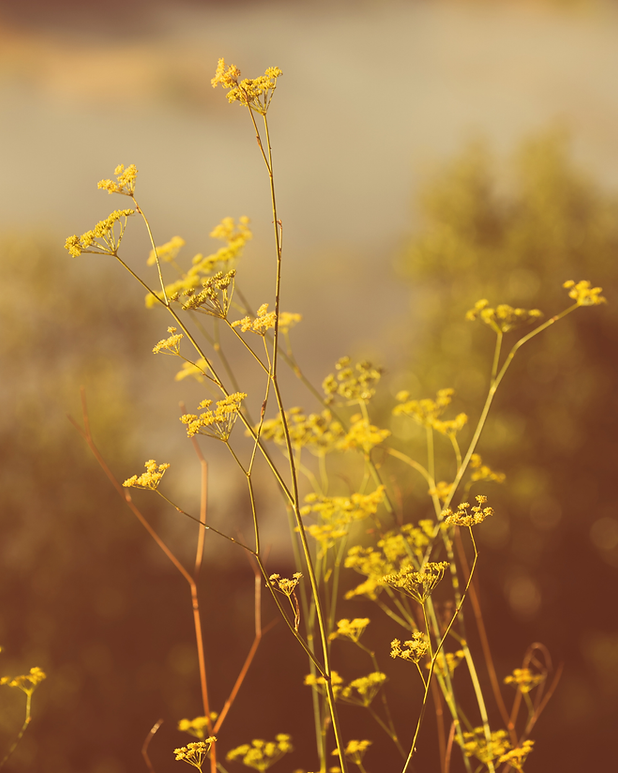 Flowers Instagram post 45 aspect ratio (2).png