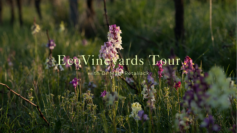 EcoVineyards Tour Instagram Post (Website).png