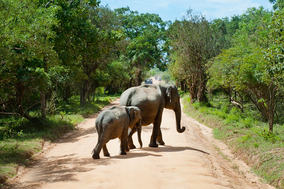 Close-up view of an elephant enjoying a mud bath in a sanctuary