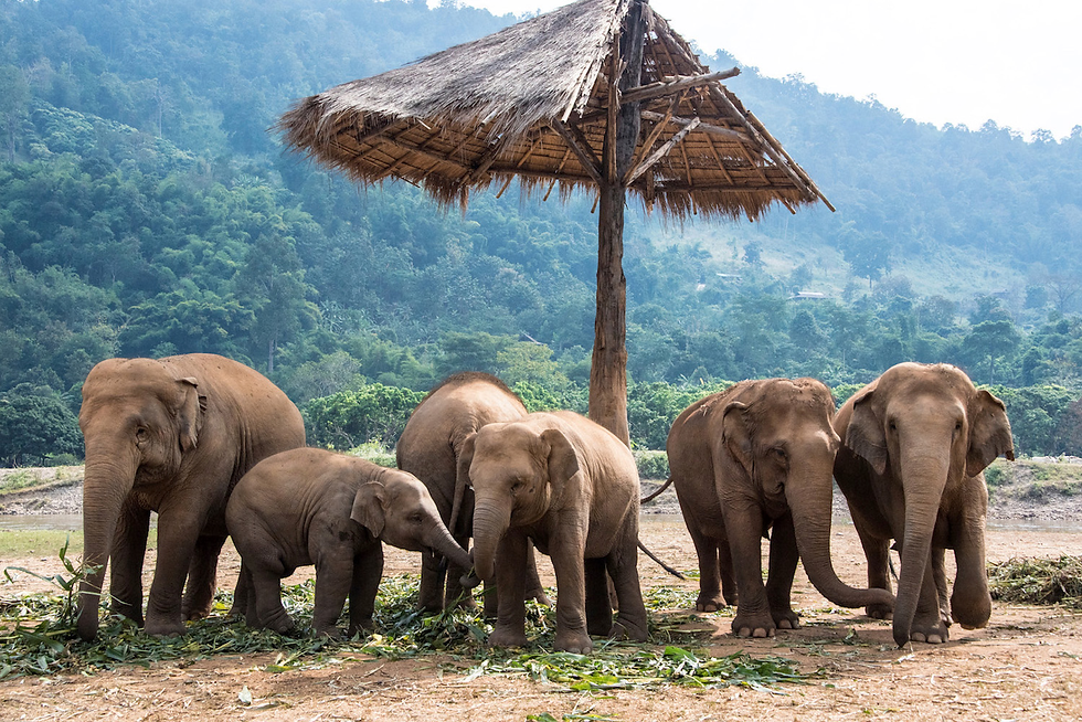 Elephant Nature Park in Chiang Mai