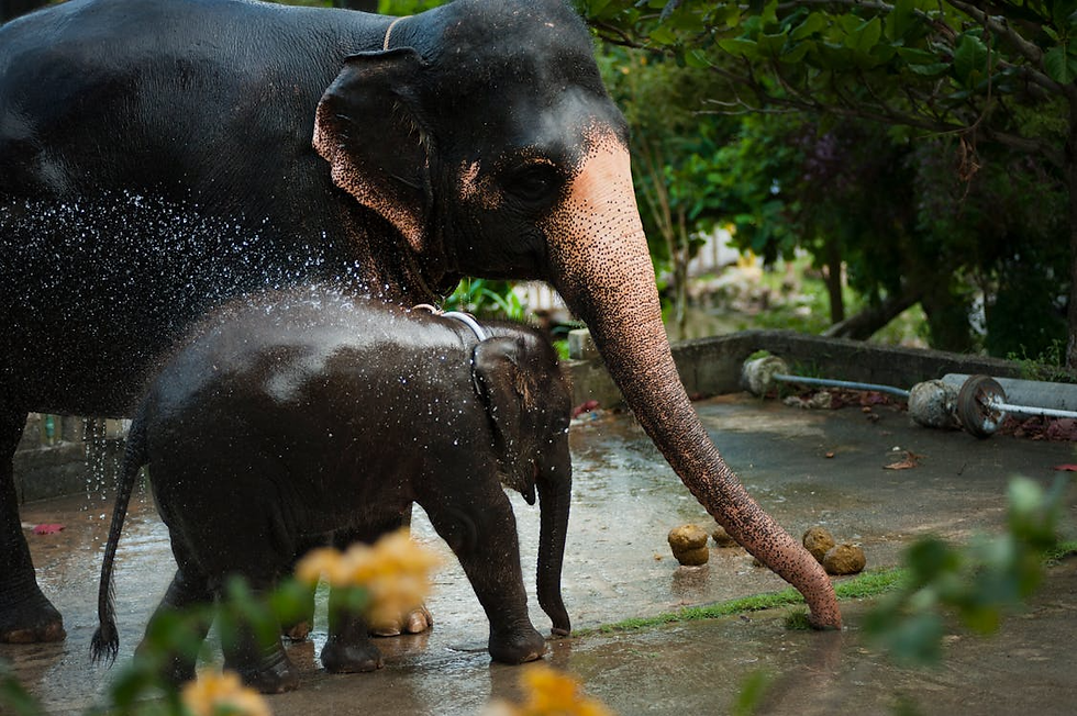 Mother elephant and calf enjoying a gentle hose bath at an ethical elephant sanctuary in Thailand