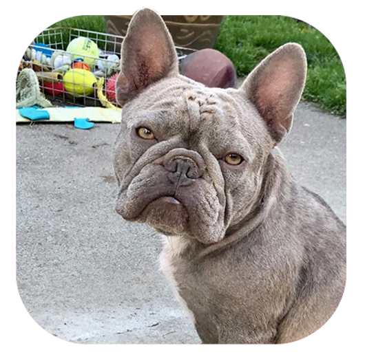 Get Wallpaper West Coast Rare Bulldogs Vancouver Lilac French Bulldogs For iPhone