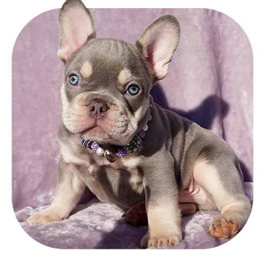 Get Wallpaper West Coast Rare Bulldogs Vancouver Lilac French Bulldogs Free