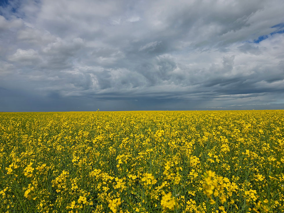 Maizex Canola HERO.jpg
