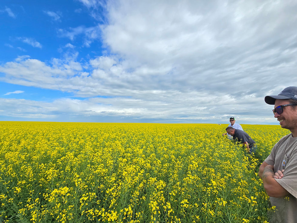 Maizex Canola BOTTOM.jpg