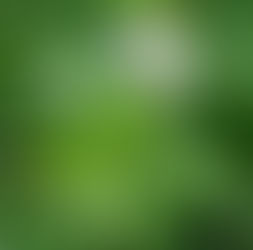 Brahmi- A lovely rejuvenative, 'rasayana' that supports the nervous system, emotions and skin