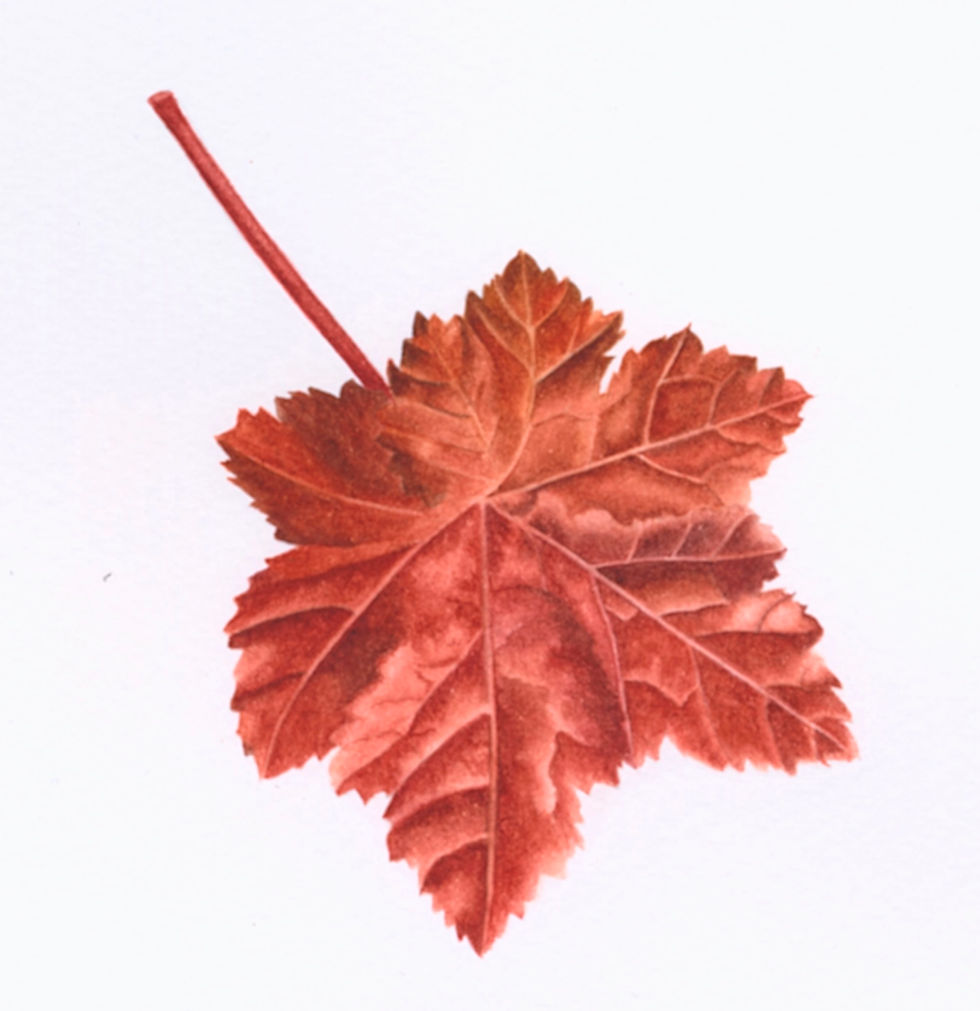 Joanna Munster Art Society of Botanical Artists Assignment 3