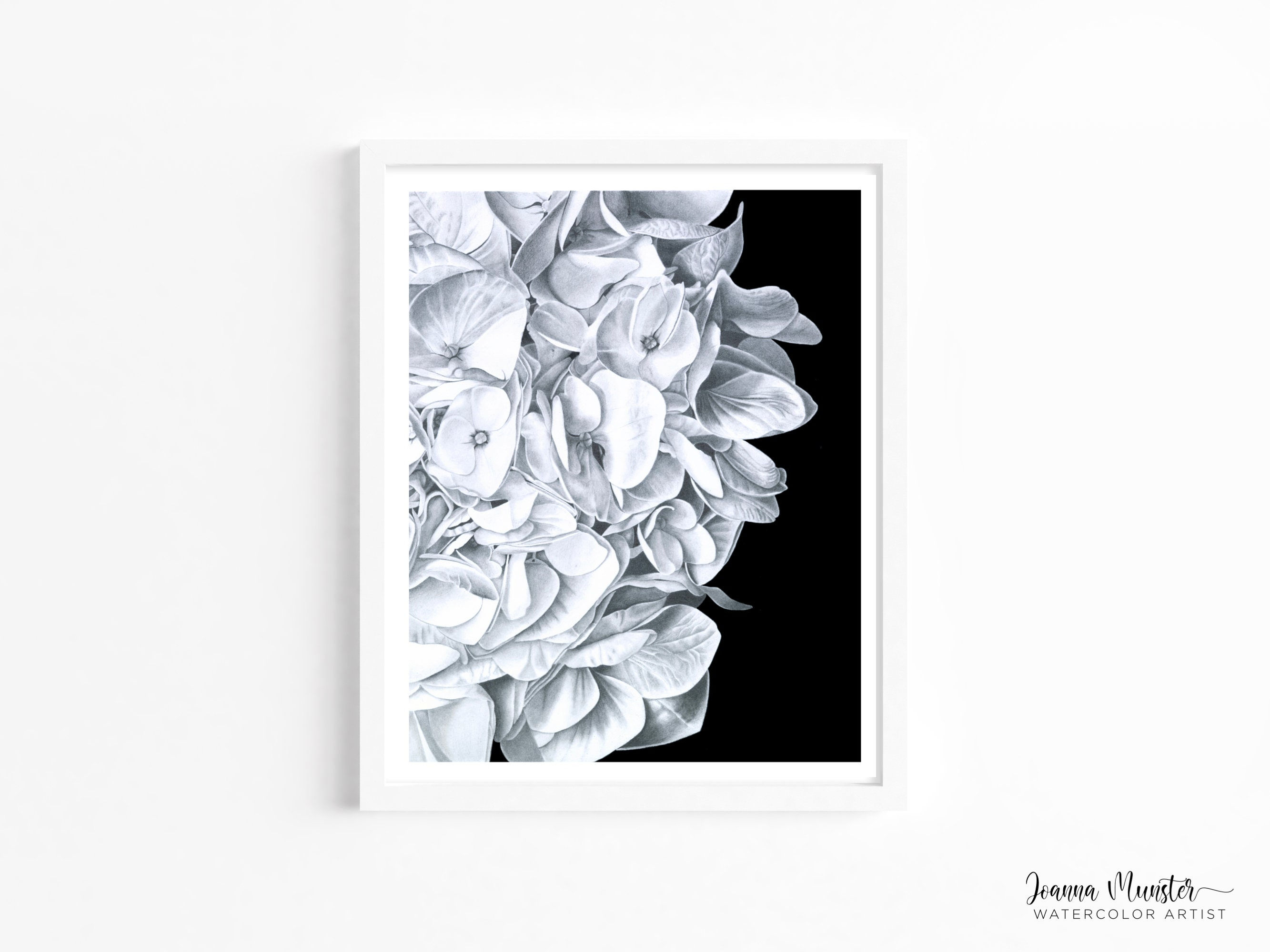Joanna Munster Art Hydrangea Pencil Giclée Print